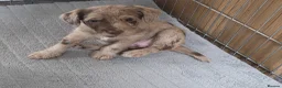 Mixed Breed dogs for sale: Jackapoo in Macclesfield - Advert 4