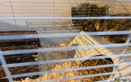 Alaska rabbits for sale: Rabbit for sale - Image 5