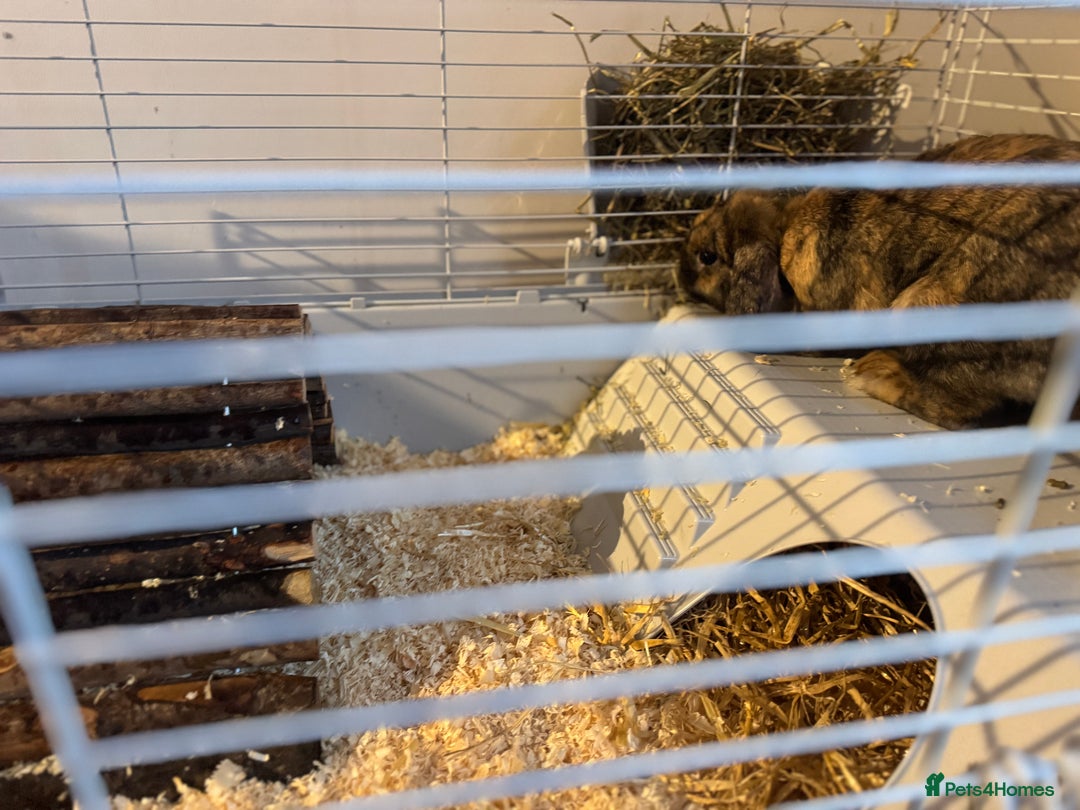 Alaska rabbits for sale: Rabbit for sale - Image 5