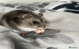 Hamster rodents for sale: Dwarf hamster for re-homing  - Image 4