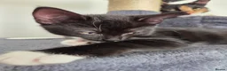 Mixed Breed cats for sale: Black and white kitten left - Advert 12