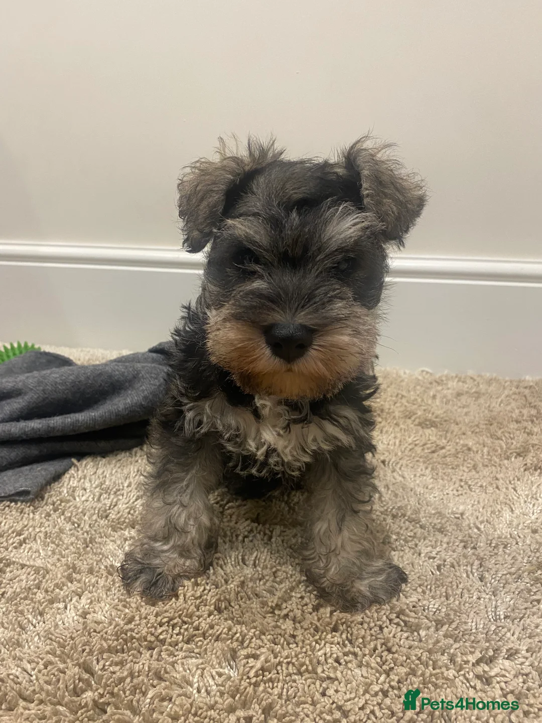 Miniature Schnauzer dogs for sale: Beautiful miniature schnauzer health tested  - Advert 1