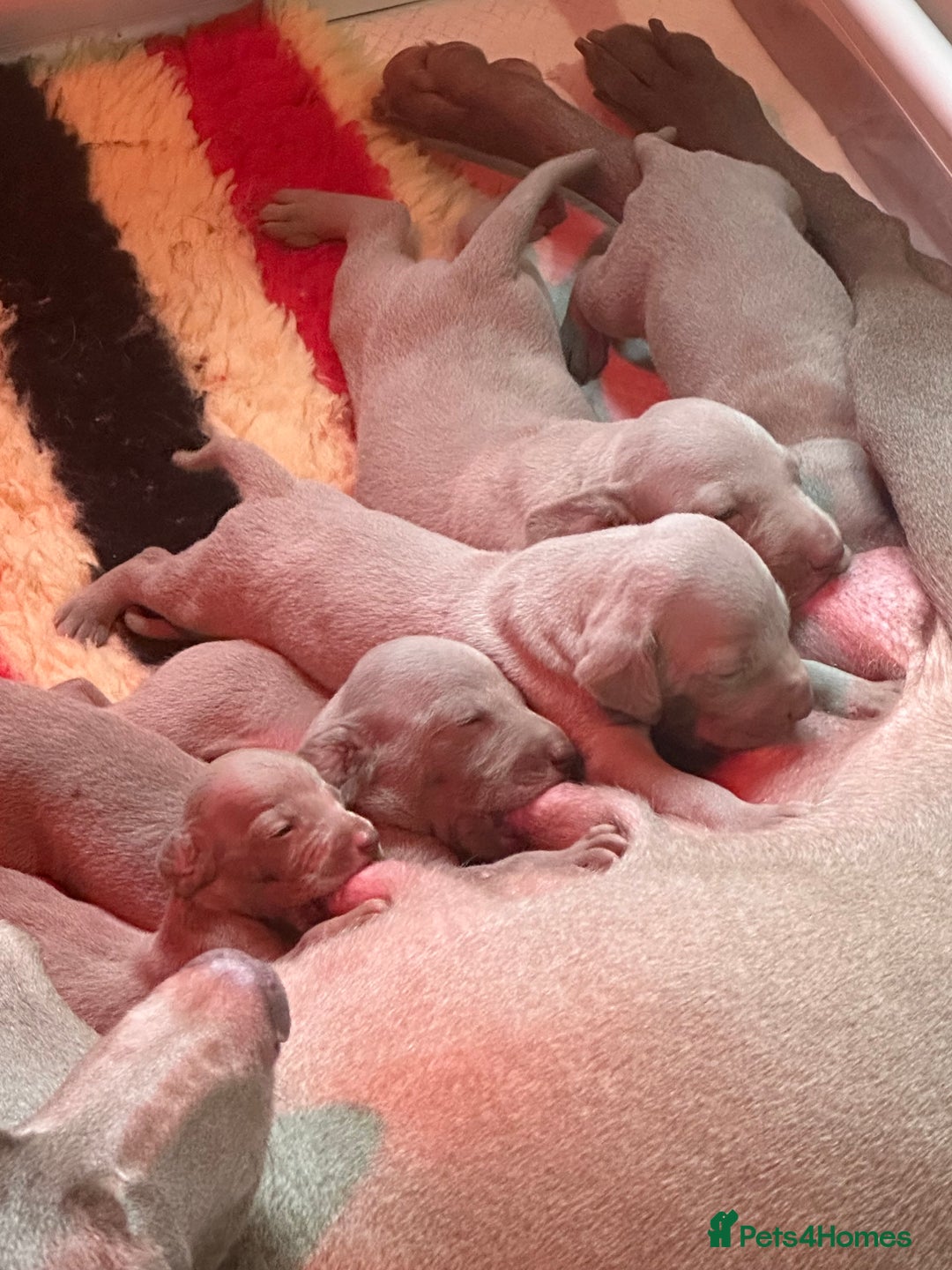 Weimaraner dogs for sale: Weimaraners  - Advert 2