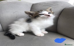 Mixed Breed cats for sale: 4 beautiful babies looking for their forever homes - Image 12