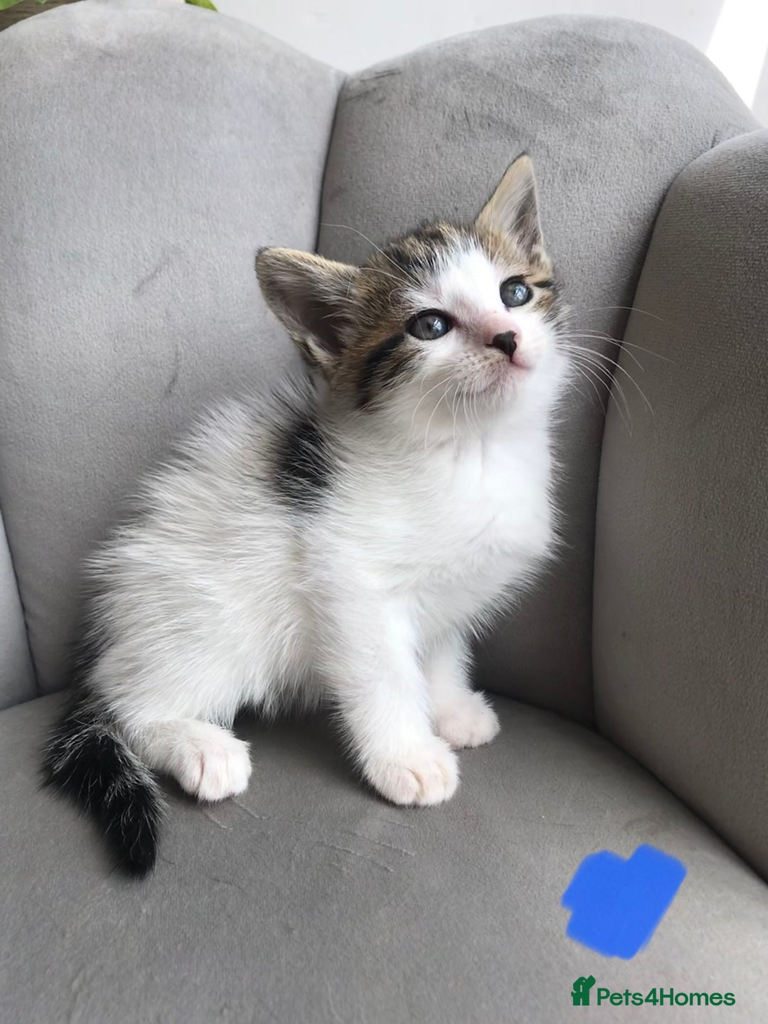 Mixed Breed cats for sale: 4 beautiful babies looking for their forever homes - Image 12