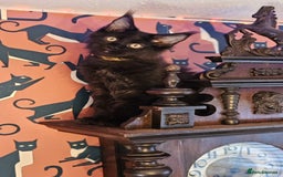 Maine Coon cats for sale: Pure breed Maine Coons Kittens  - Image 12