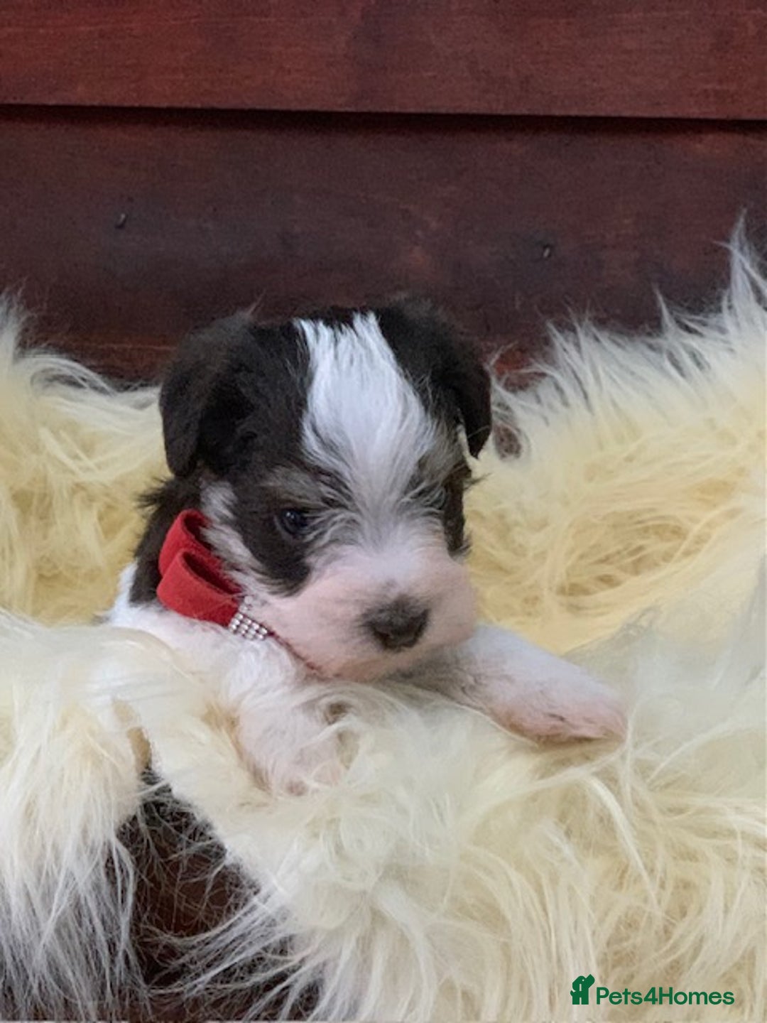 Miniature Schnauzer dogs for sale: 5* LICENSED - KC MINI (TOY) SCHNAUZER CHOCOLATE  - Advert 14