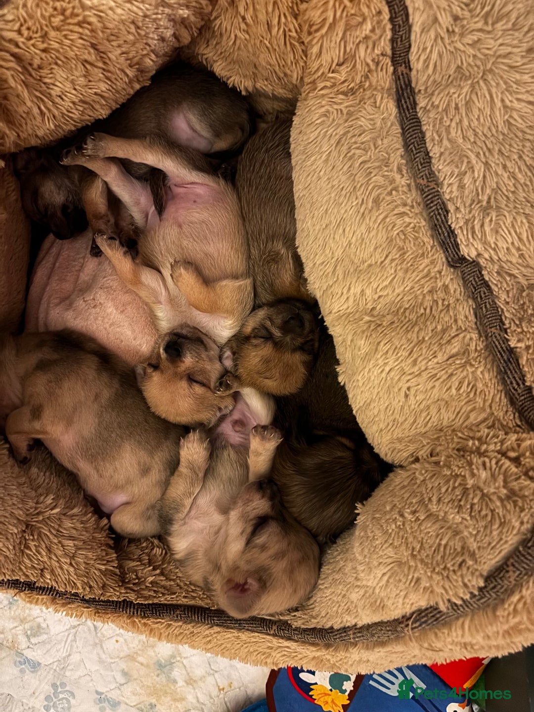 Chorkie dogs for sale: 2 male chorkie puppies for sale - Advert 8