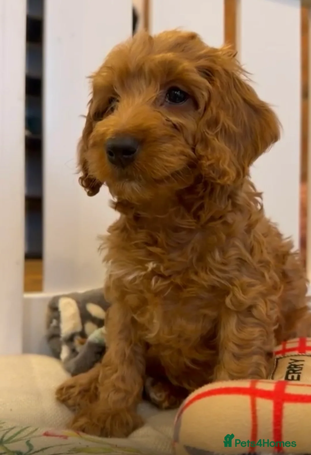 Cockapoo dogs for sale: Stunning 🐶 Cockapoo Puppies - Advert 7