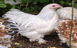 Chickens poultry for sale: Purebred Porcelain, Lavender, Buff Pekin Pullets  - Image 3