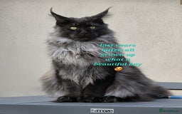 Maine Coon cats for sale: Russian lines with many champions - Image 6