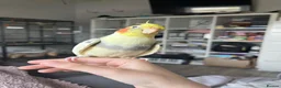 Cockatiels birds for sale: Adorable fully tamed female cockatiel  - Advert 2