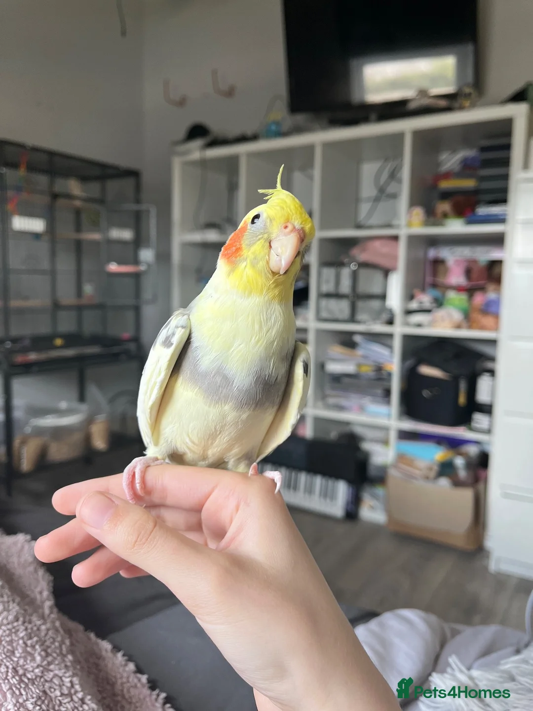 Cockatiels birds for sale: Adorable fully tamed female cockatiel  - Advert 2