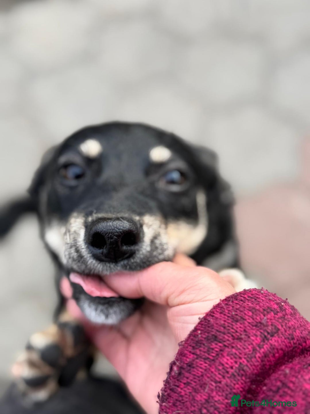 Mixed Breed dogs for adoption: OBI - a Lovely little young boy for a Loving Home - Advert 7