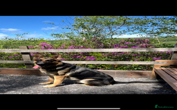 German Shepherd dogs for stud: Kc Reg fully health tested German Shepherd Stud  in Welshpool - Image 14