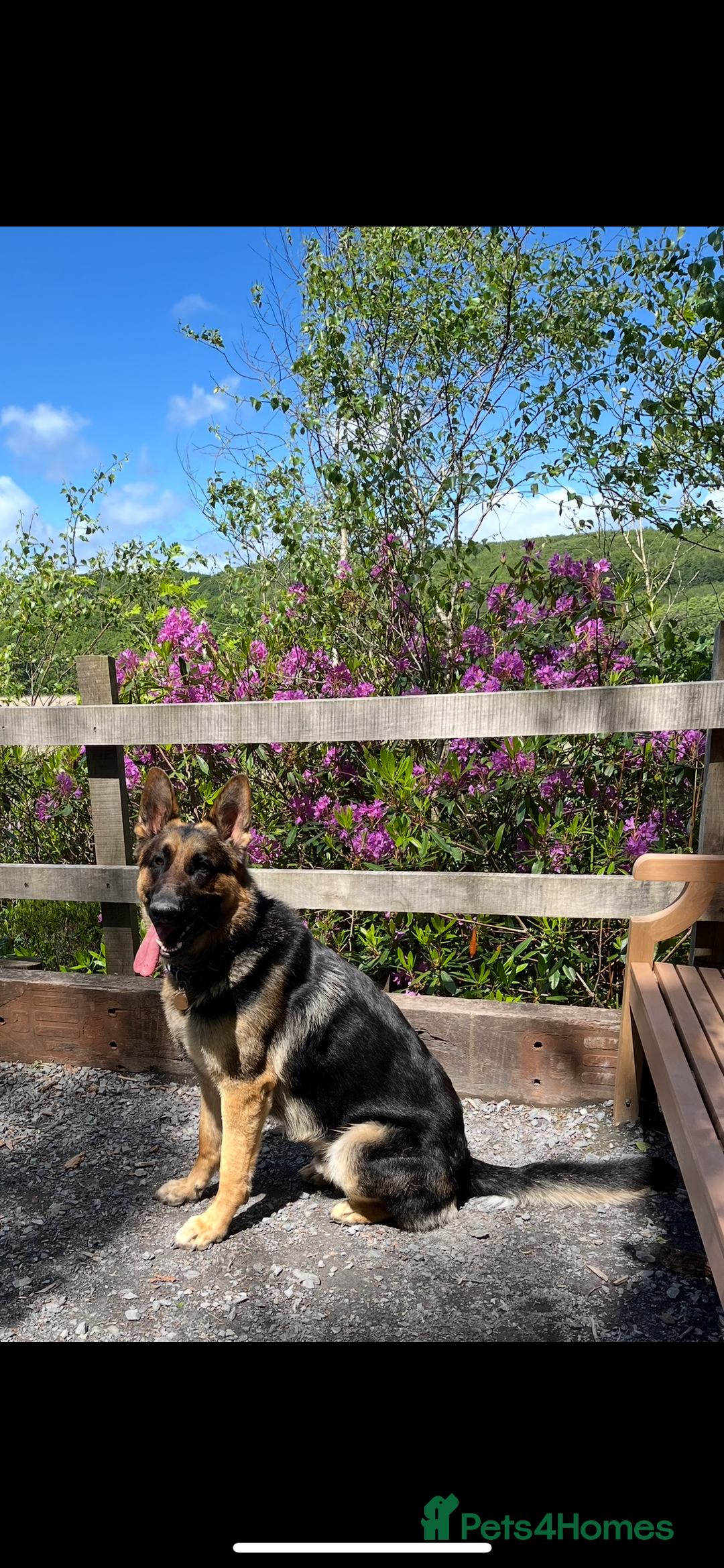 German Shepherd dogs for stud: Kc Reg fully health tested German Shepherd Stud  in Welshpool - Image 14