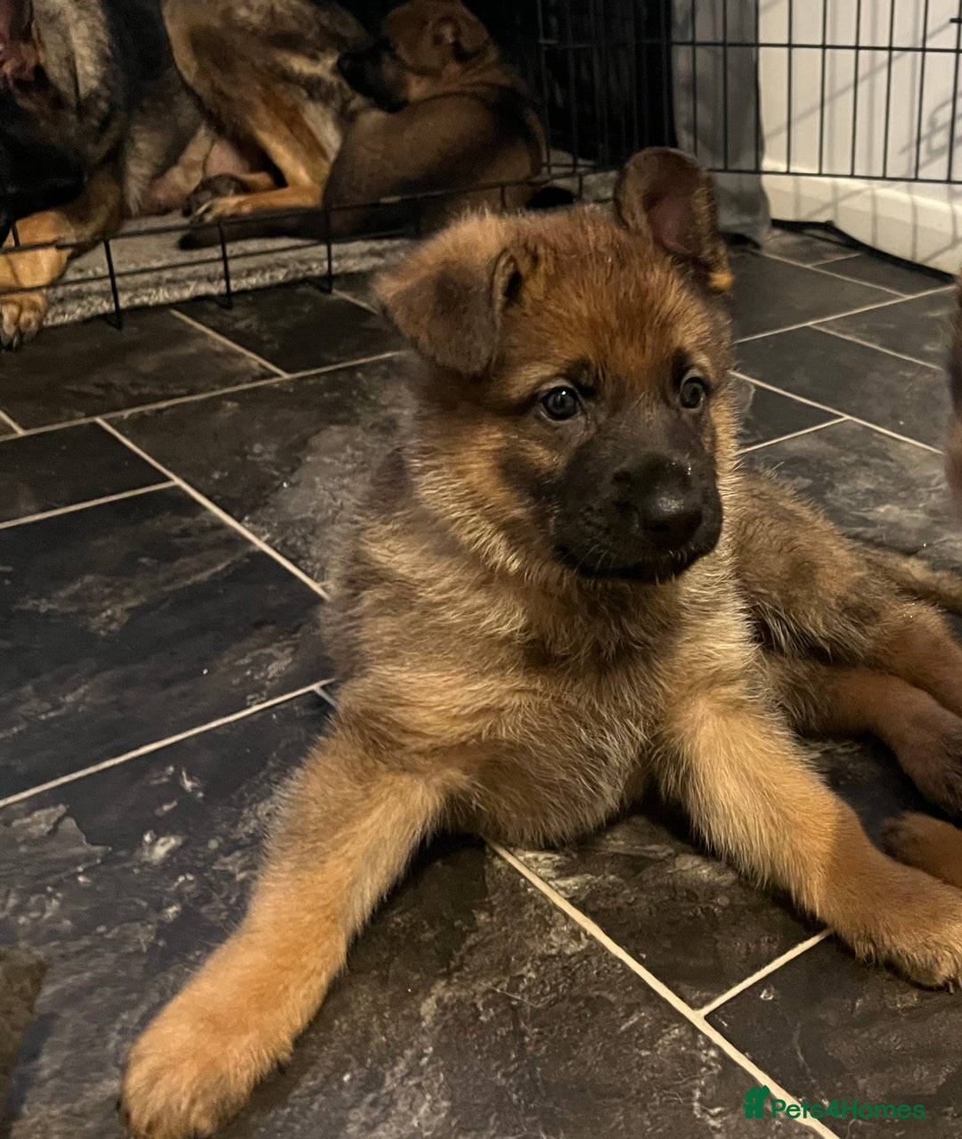 German Shepherd dogs for sale: KC German Shepherd Working line puppies 🐶  - Image 20