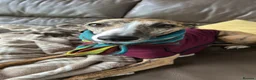 Whippet dogs for sale: Mica - 3yr old Whippet (girl) - Advert 3