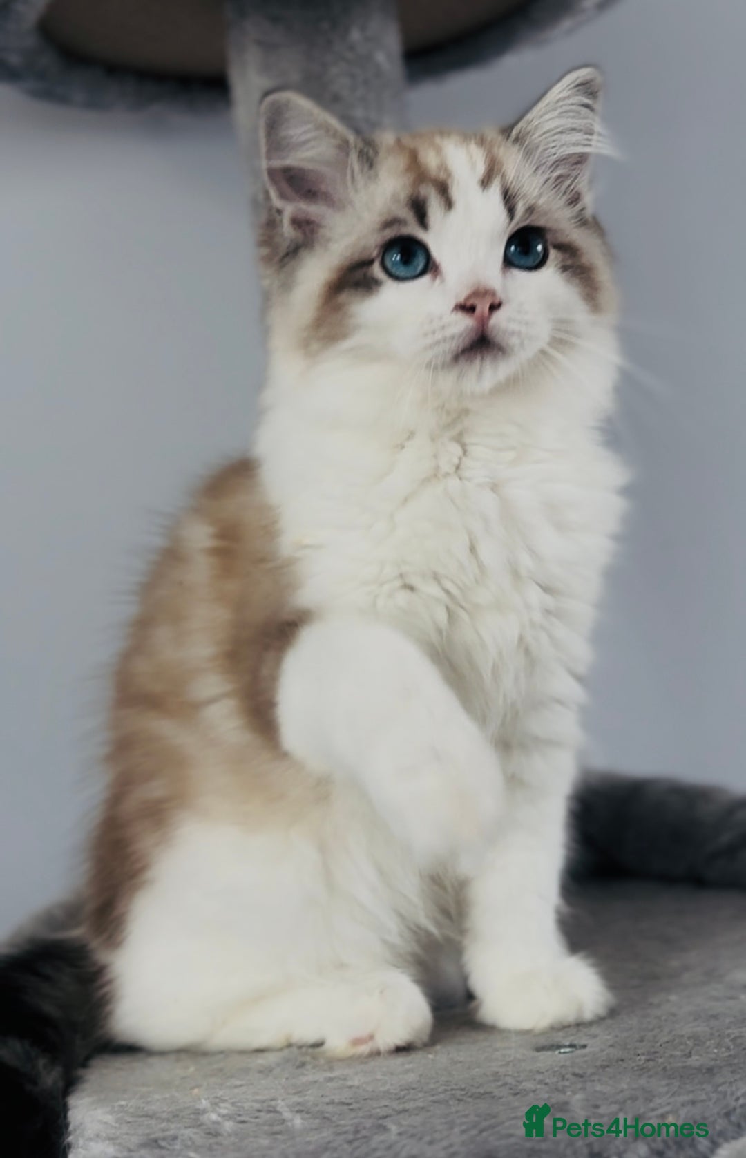 Ragdoll cats for sale: Tica ActiveChampion Blood, Full peddigree Kittens in Leicester - Image 5