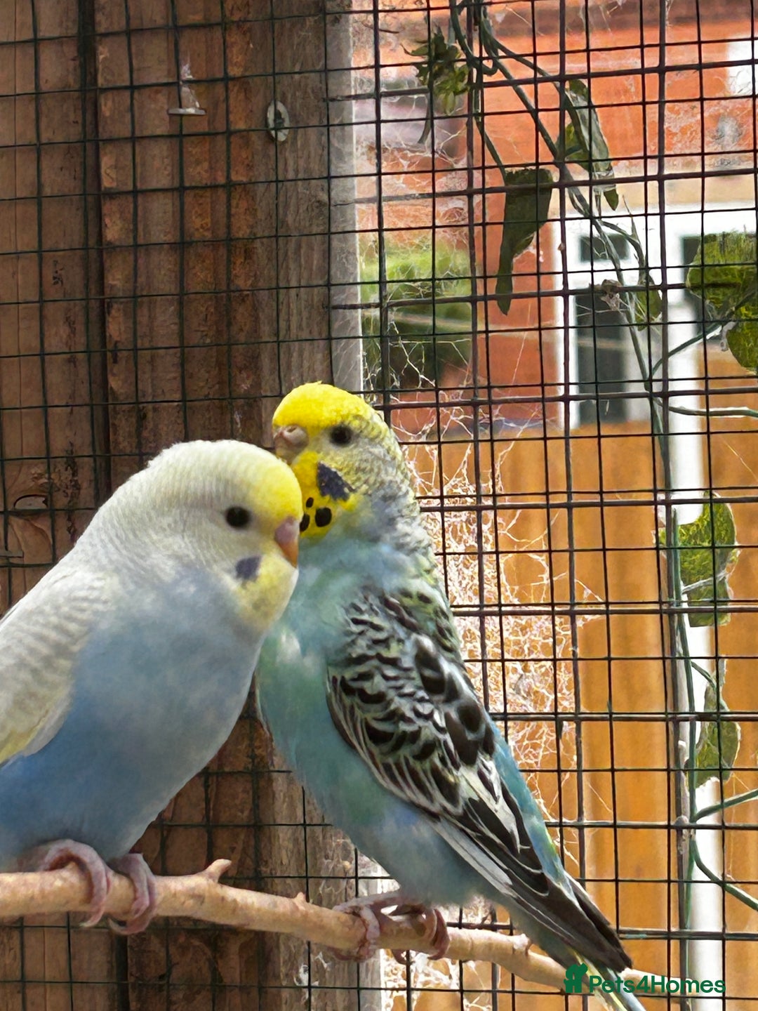 Budgerigars birds for sale: Adorable budgies available babies and adult  - Image 5