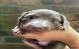 Miniature Dachshund dogs for sale: Stunning Mini Dachshund*1 LH Boy & 1 SH Girl left* - Image 4