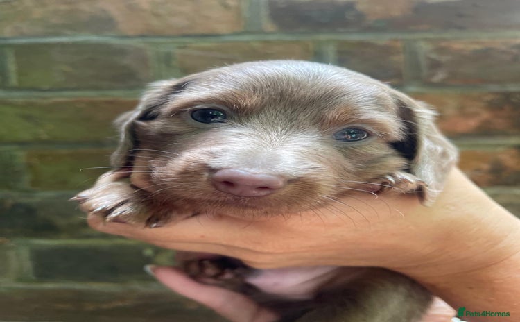 Miniature Dachshund dogs - Advert 2