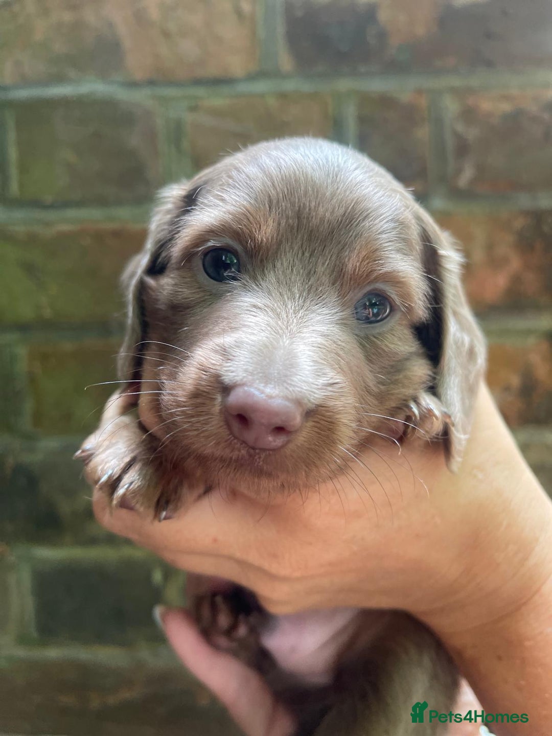 Miniature Dachshund dogs for sale: Stunning Mini Dachshund*1 LH Boy & 1 SH Girl left* - Image 4