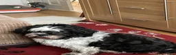 Shih Tzu dogs for sale: Shihtzu for rehoming in Alfreton - Advert 6