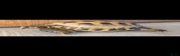 Tortoise reptiles for sale: Male tortoise in Colne - Advert 5
