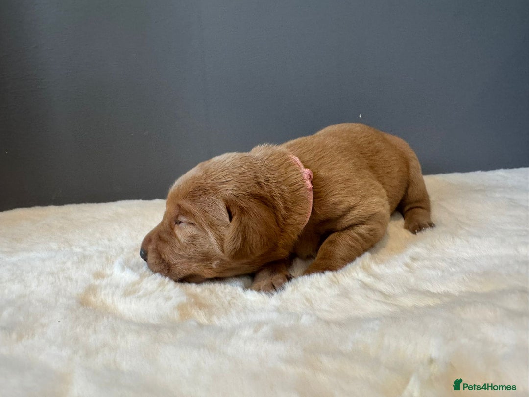 Labrador Retriever dogs for sale: KC REGISTERED FOX RED LABRADOR PUPPY  - Image 13