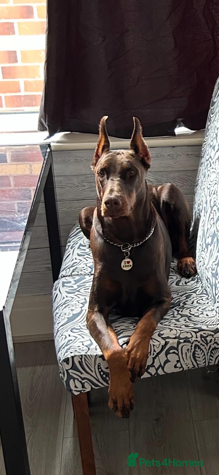 Dobermann dogs Quality Doberman Pups–Raised in a Busy Family Home - Advert 1
