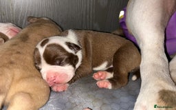 Olde English Bulldogge dogs for sale: CARTEL BLOODLINE OLDE ENGLISH PUPPIES!!  - Image 19