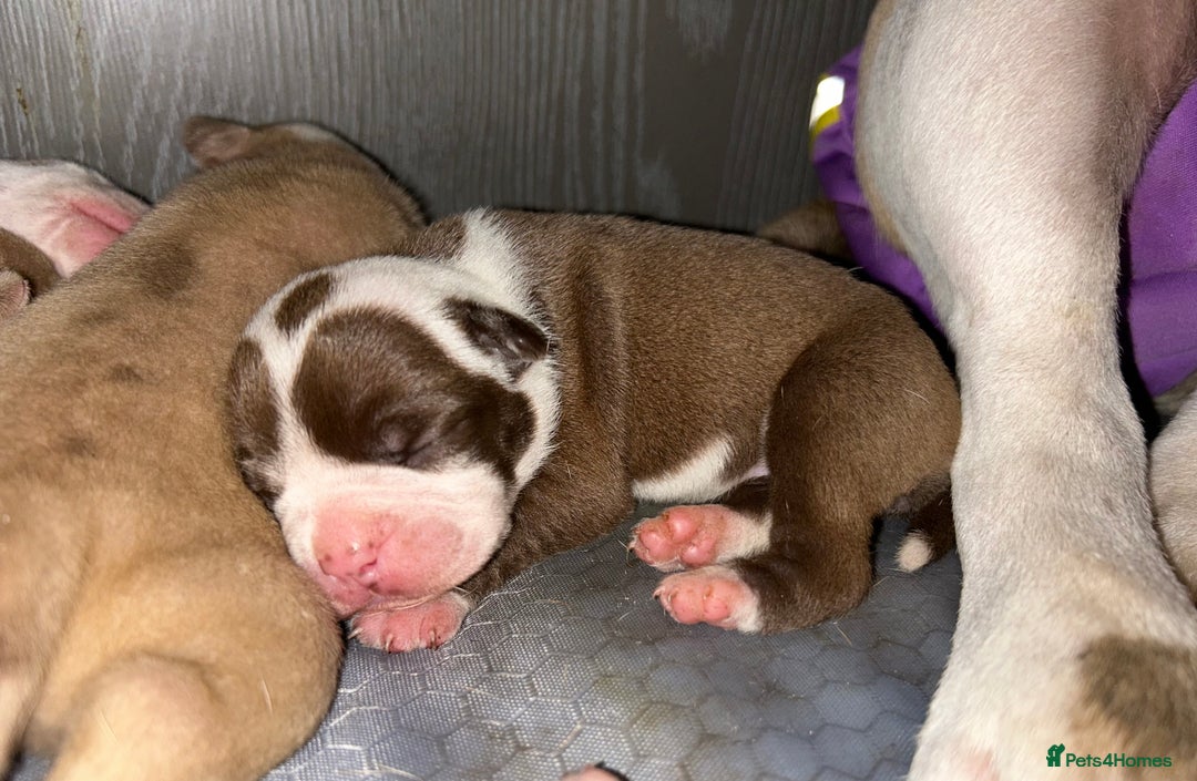 Olde English Bulldogge dogs for sale: CARTEL BLOODLINE OLDE ENGLISH PUPPIES!!  - Image 19