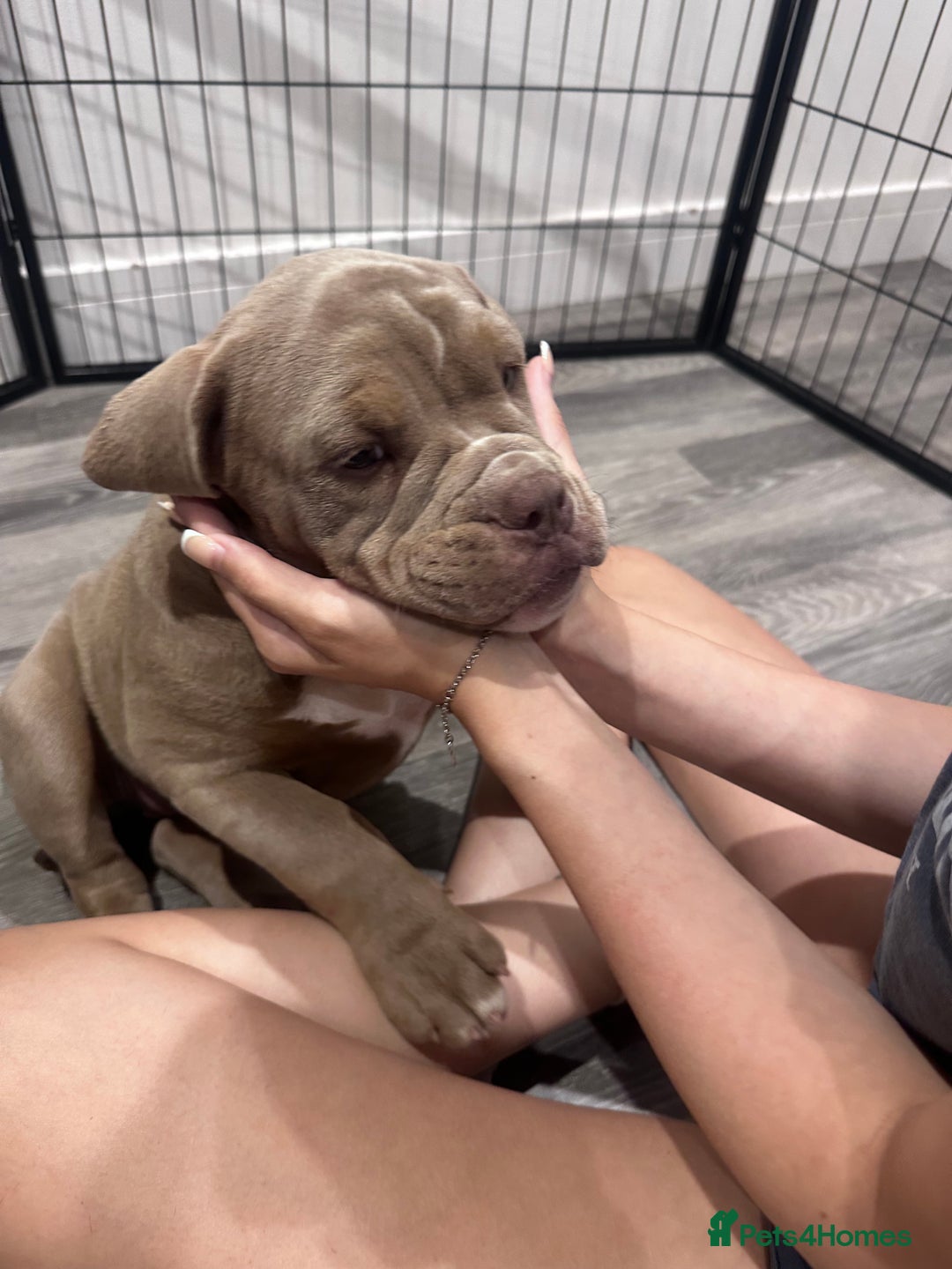 Olde English Bulldogge dogs for sale:  1 NEBBR Lilac & white female left!!  in Bury Saint Edmunds - Image 5