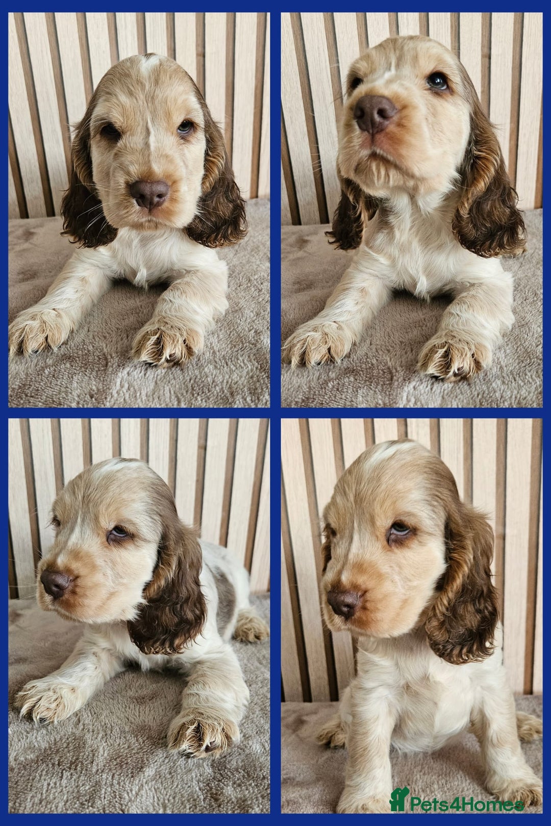 Cocker Spaniel dogs for sale: BEAUTIFUL SHOW COCKER SPANIEL PUPPIES - Advert 3