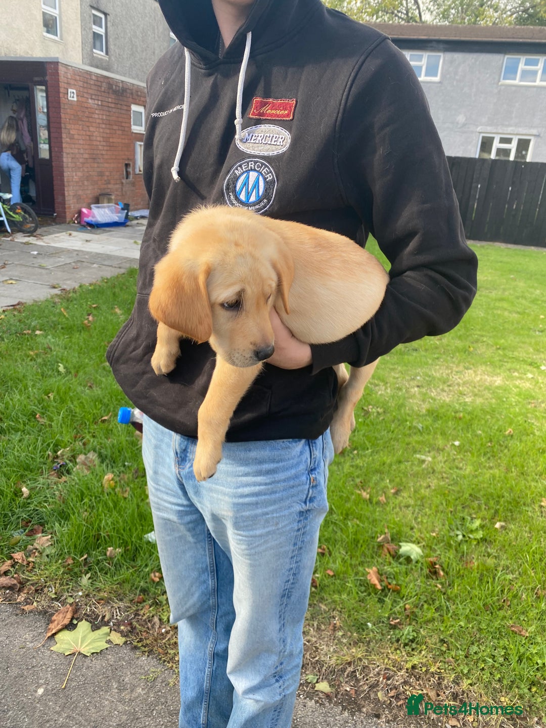 Labrador Retriever dogs for sale: Kc Labrador puppy ALLinjectionsfleawormchipinsured - Image 25
