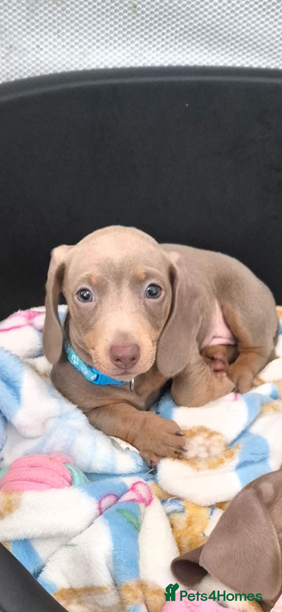 Miniature Dachshund dogs Miniature Dachshund 🐾 - Advert 1