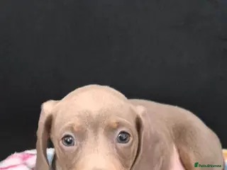 Miniature Dachshund dogs *ready to leave* Miniature Dachshund 🐾 - Advert 2