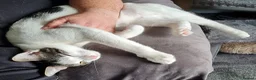 Mixed Breed cats for sale: Chappie 6yrs  - Advert 13