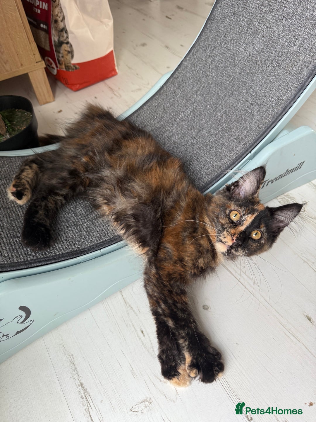 Maine Coon cats for sale: 2 GIRLS LEFT Purebred Maine Coon Kittens Blackburn - Image 4