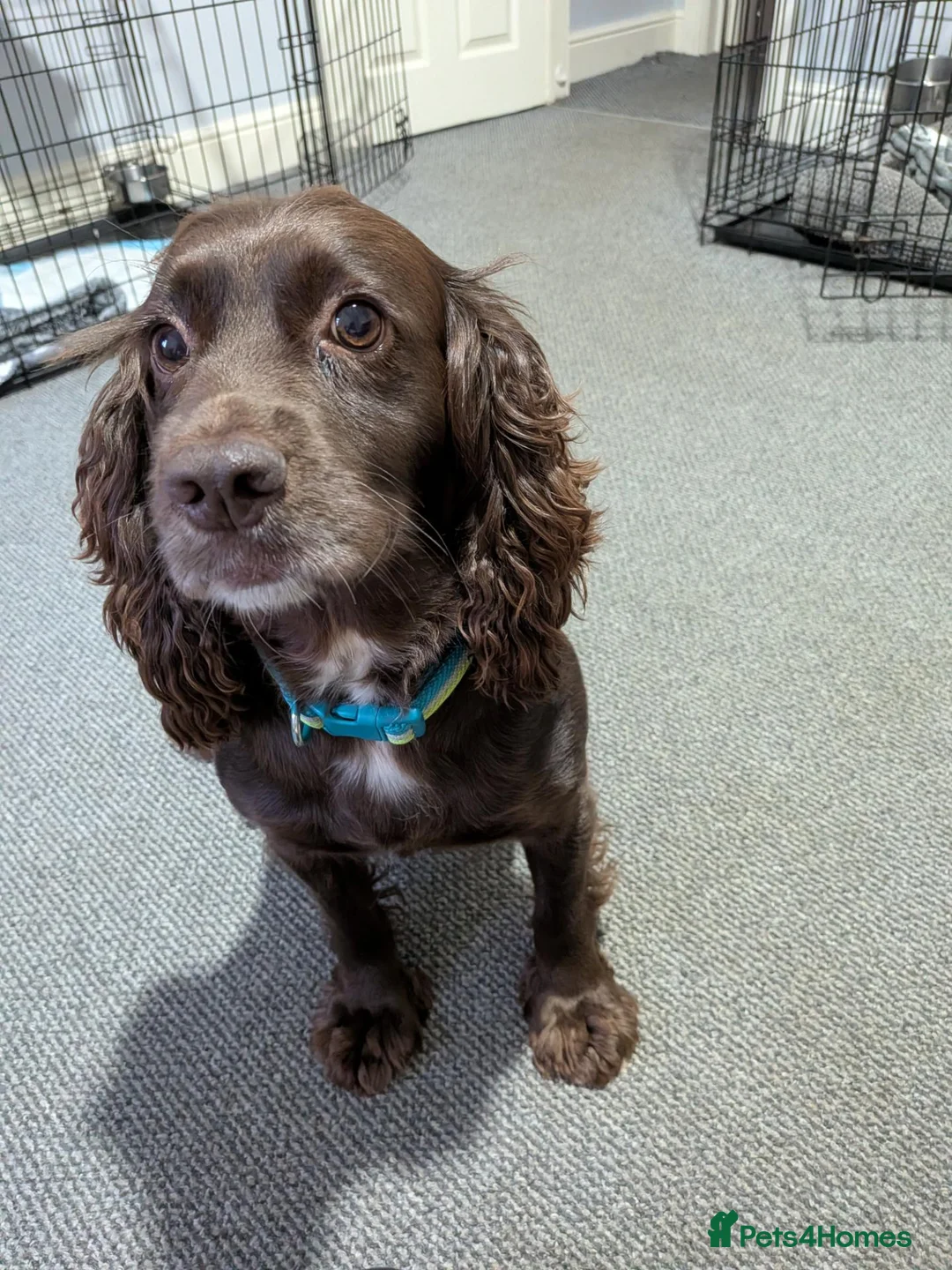 Cocker Spaniel dogs for sale: Cocker spaniel  - Advert 2