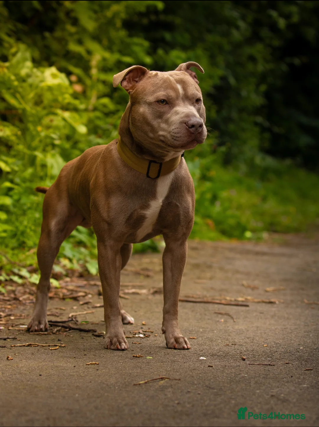 Staffordshire Bull Terrier dogs for stud: Amazing Staffordshire Bull Terrier for Stud   - Advert 8