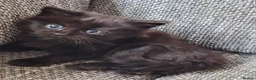 Mixed Breed cats for sale: Beautiful 😻 kittens ready for a new family  - Advert 14