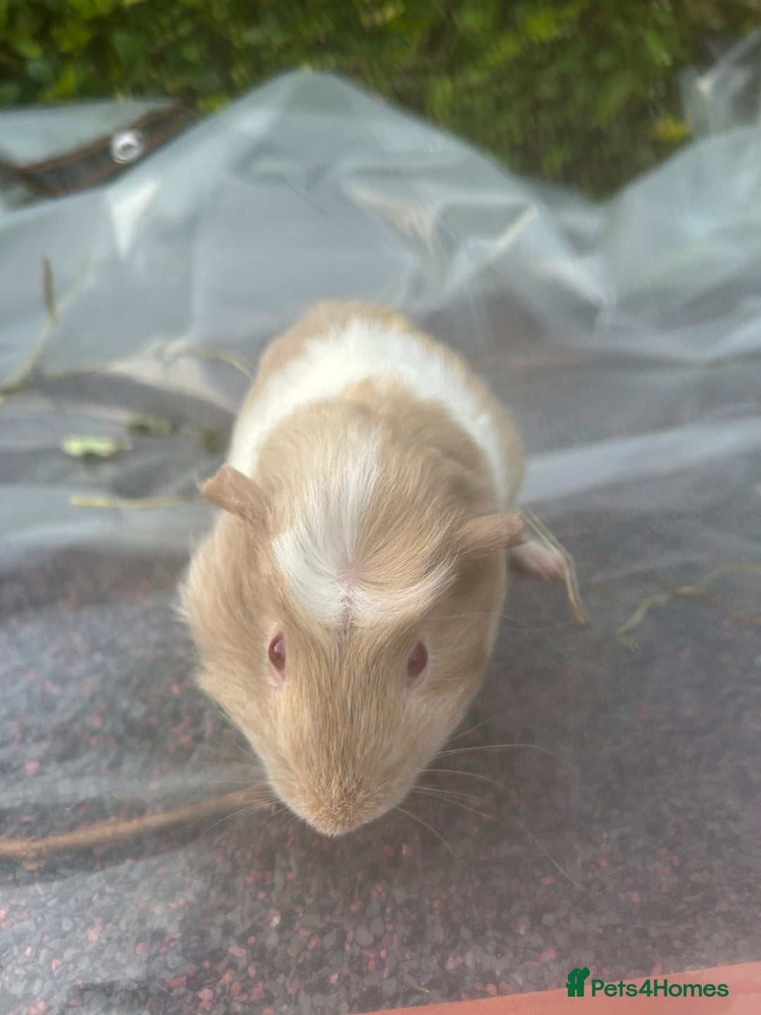 Guinea Pig rodents for sale: 2 male guinea pigs for sale  - Image 8