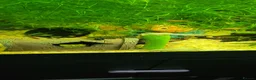 Plecos fish for sale: Different colour plecs - Advert 2