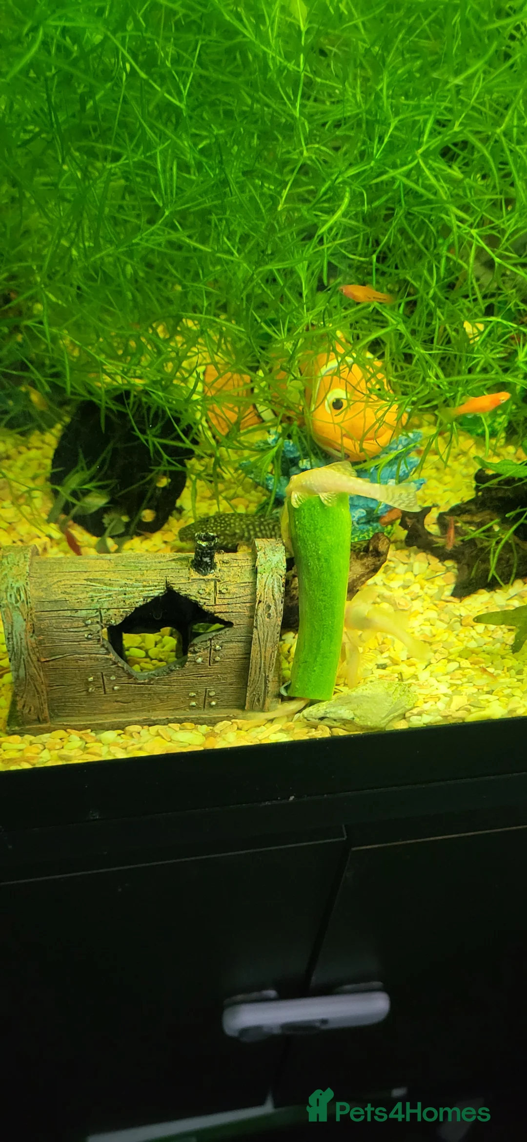 Plecos fish for sale: Different colour plecs - Advert 2