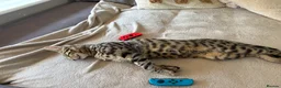 Bengal cats for sale: 7Month Old Bengal Boy Looking for His Forever Home - Advert 4