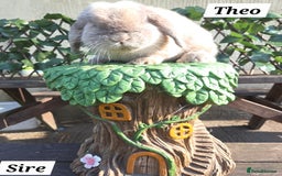 Mini Lop rabbits for sale: Pure bred Mini Lop Bunnies - Image 14