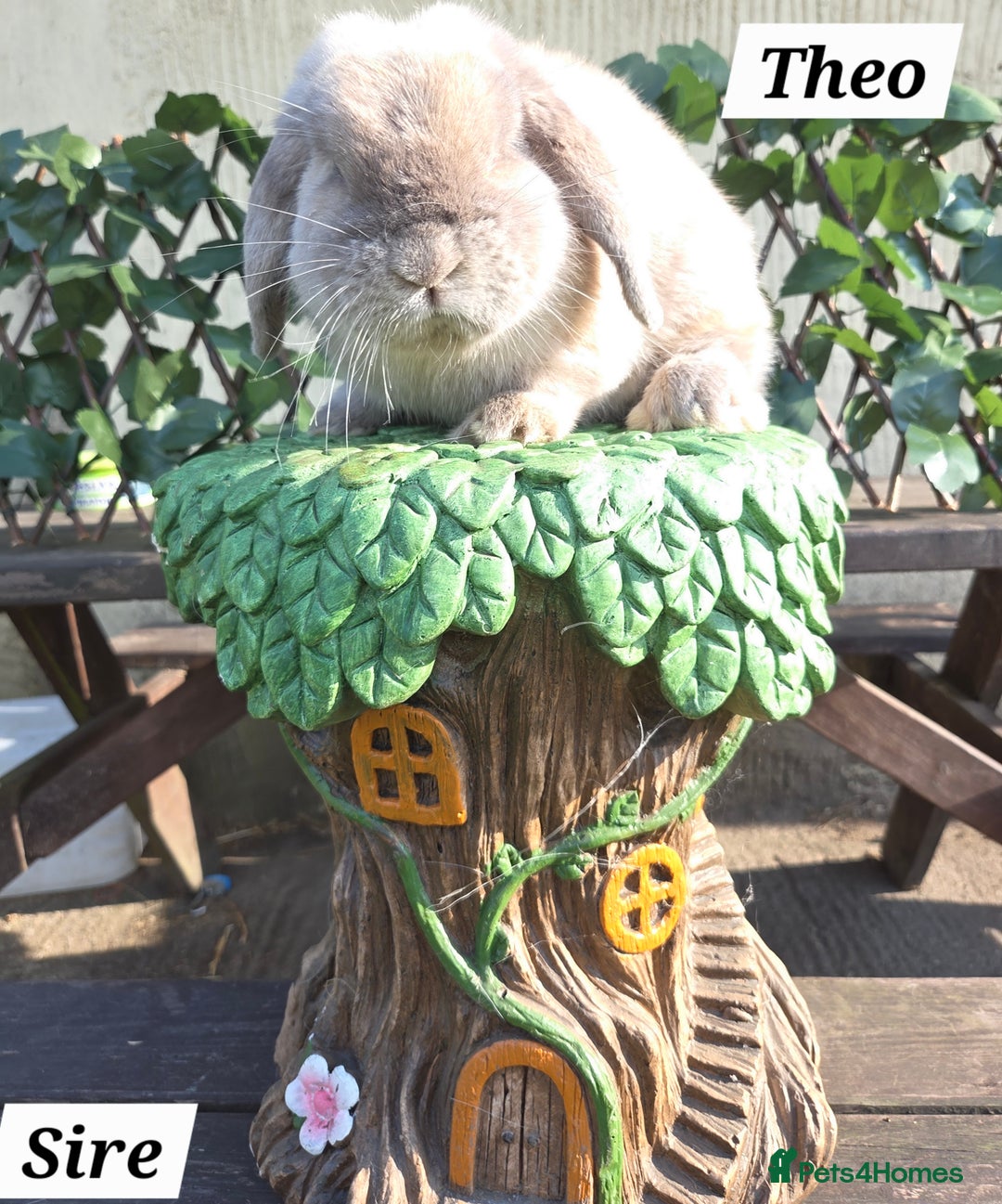 Mini Lop rabbits for sale: Pure bred Mini Lop Bunnies - Image 14