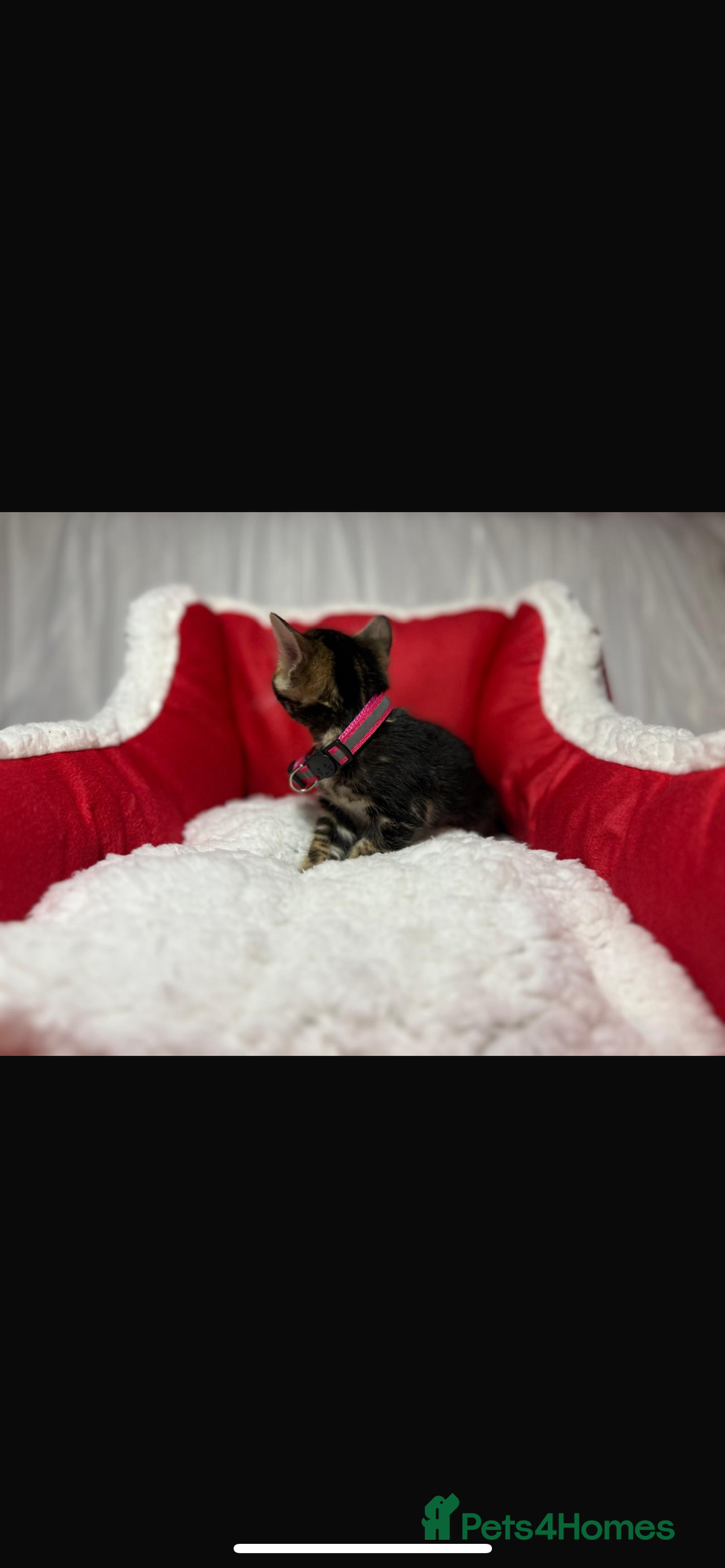 Bengal cats for sale: 🐆Bella's Bengals🐆 - Advert 6